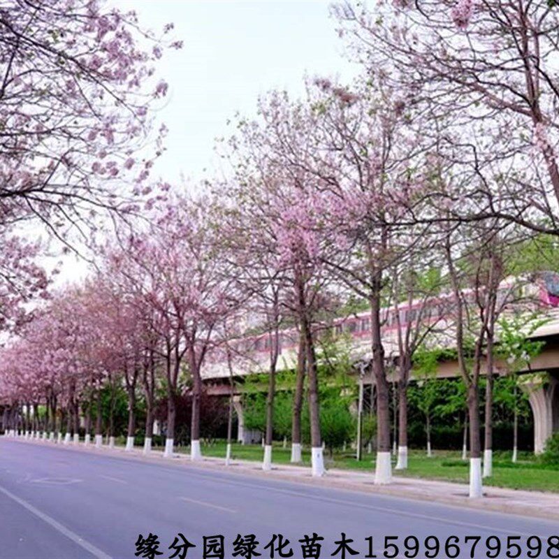紫花泡桐a树苗速生树苗梧桐树开花梧桐绿化苗木