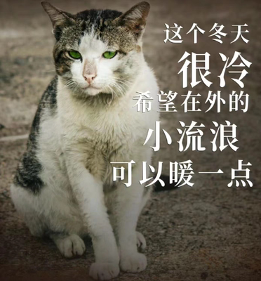 猫粮云投喂一块钱的东西