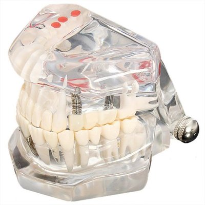 Tooth model model dental care model denture dentist Dental D