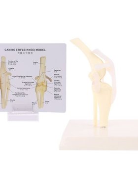 Dog Canine Knee Joint Model Veterinary Teaching Research Ske