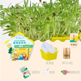 Observe a hydroponic plant planting spring onion garlic