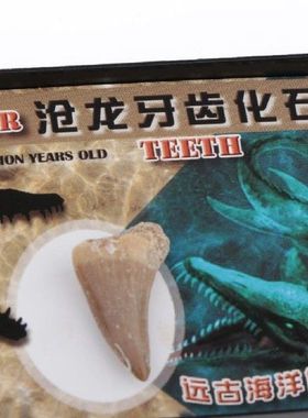 Animal Dinosaur Mosasaur Tooth Fossils Specimen Science