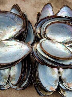 Mussel shell large and mediumsized decorative shell pieces