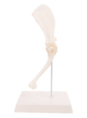 Dog Canine Shoulder Joint Model Veterinary Teaching Research