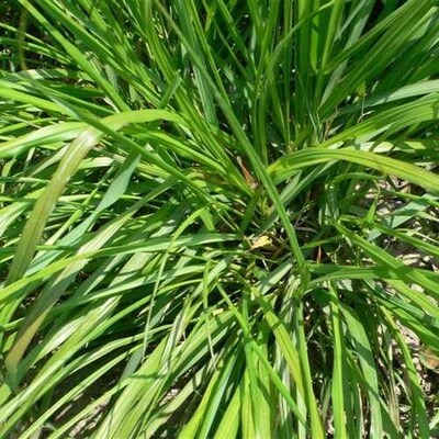 Fragrant 100pcs Lemongrass Herb Lemon Grass Cymbopogon Flexu