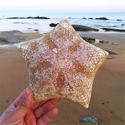 15-17cm natural conch shells  starfish gifts Mediterranean s