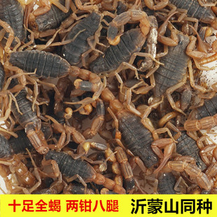 十足全蝎子沂蒙山同种两钳八足活虫宠物冷冻泡酒煲汤油炸食用包邮