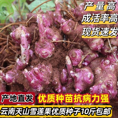 云南天山雪莲果种孑种子籽黄心雪莲果苗红泥沙红心种球现挖新鲜10