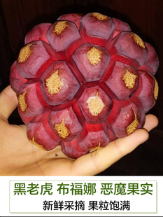 布福娜新鲜水果现摘黑老虎网红稀奇古怪稀有罕见的血藤果优质大果