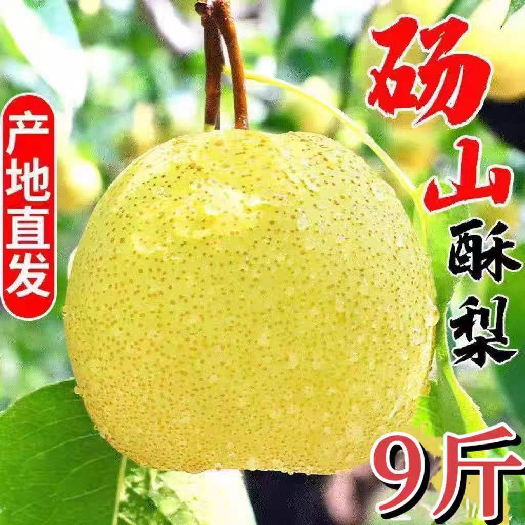 安徽正宗砀山梨酥梨汤山青梨子新鲜5斤农家现摘当季水果产地直销