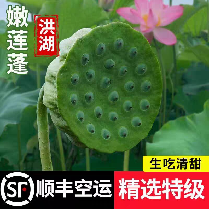 2024新鲜生莲蓬莲子米现摘生吃3新鲜水果当季蔬菜湘莲超洪湖甜嫩