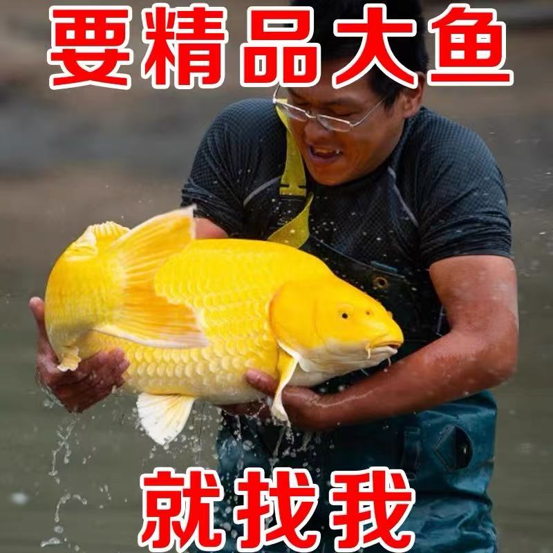 日本锦鲤鱼活鱼观赏鱼纯种鱼大型红白冷水淡水好养耐活金鱼小鱼苗