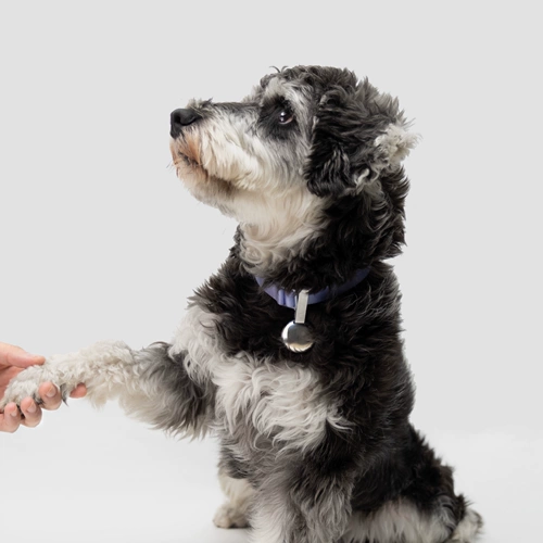 【Эксклюзивный вклад】 Buddyarmor Dog Sign Sign Pet Anti-Lost Custom Letterm