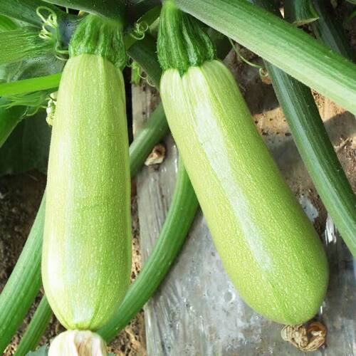 西葫芦瓜云南农家自种新鲜蔬菜北瓜茭瓜德宏三月瓜小瓜嫩瓜甜菜瓜