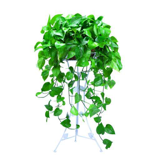 绿萝盆栽室内客厅长藤垂吊水养绿箩净化空气常绿叶大盆绿罗花卉