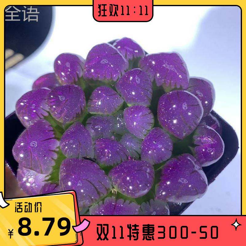 小清新多肉冰灯玉露室内彩色植物四季易养活水晶室内桌面盆