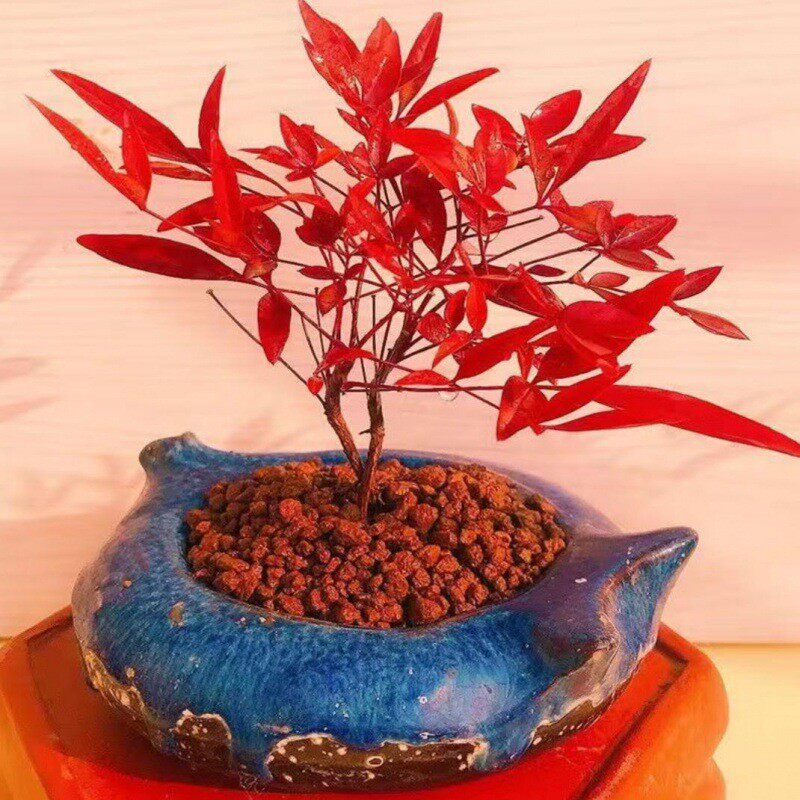 南天竹苗庭院种植红天竺火焰树苗庭院绿化植物红叶耐寒花卉色块苗