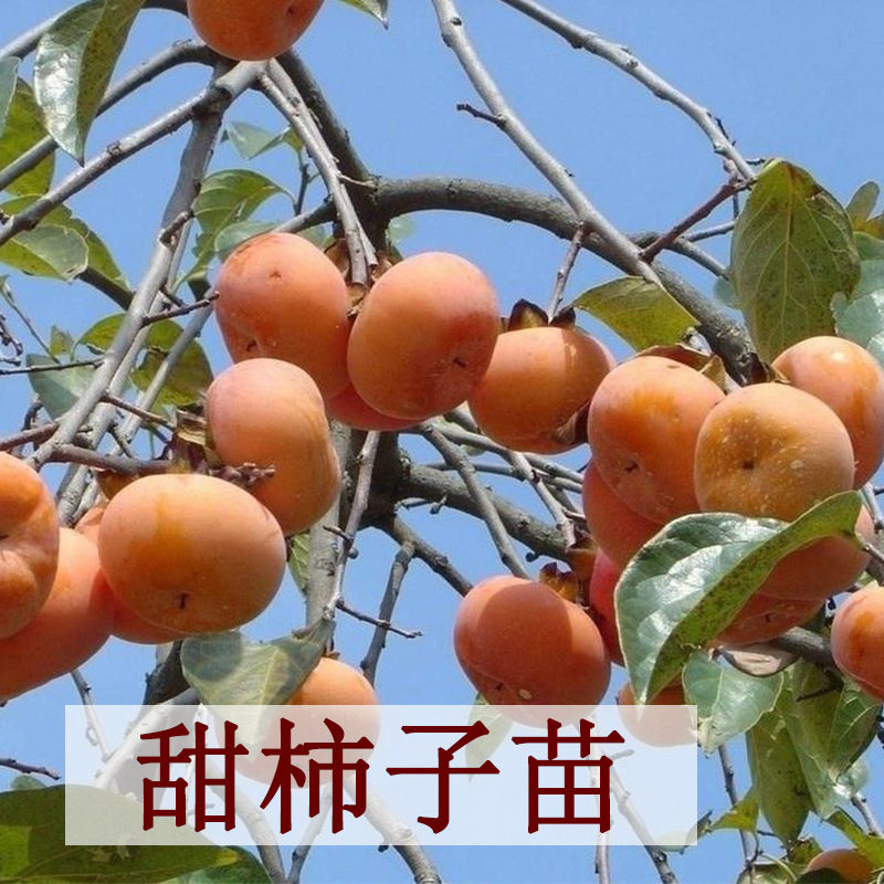日本脆甜柿果苗富有甜柿 柿子树苗盆栽地栽果树苗 不脱涩摘下即食