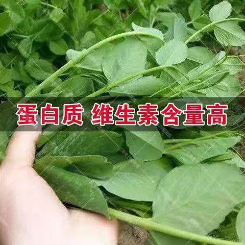 无须豌豆苗种子豌豆尖种籽豌豆种南方豆苗青菜芽苗菜四季农家蔬菜