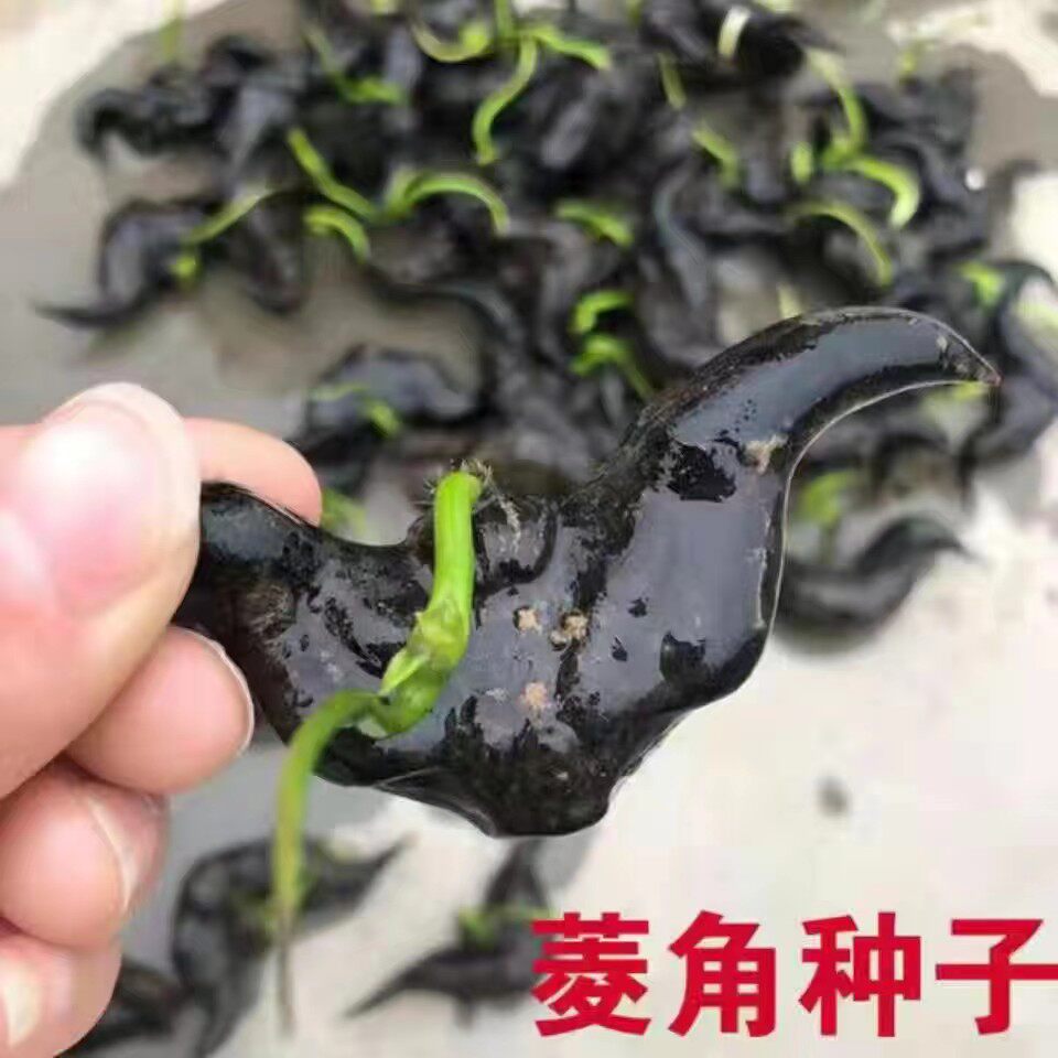 老菱角苗池塘水生植物菱角苗