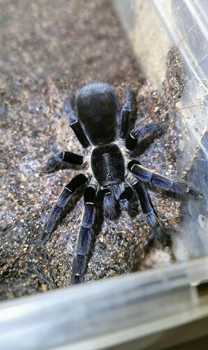 安达曼幽蓝地老虎Ornithoctonus sp. 
