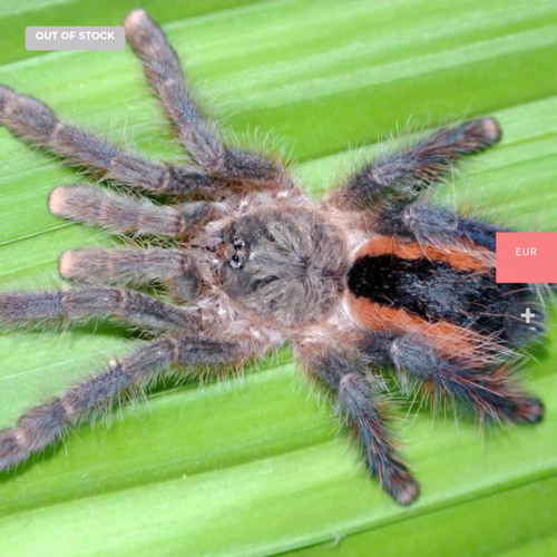 林娜粉趾Avicularia lynae蜘蛛