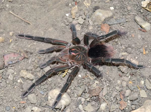 厄瓜多尔红纹玛瑙钢铁蓝Pamphobeteus sp.Onyx蜘蛛