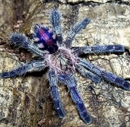 亚马逊蓝宝石粉趾Avicularia metallica蜘蛛钴蓝粉钻稀有物种