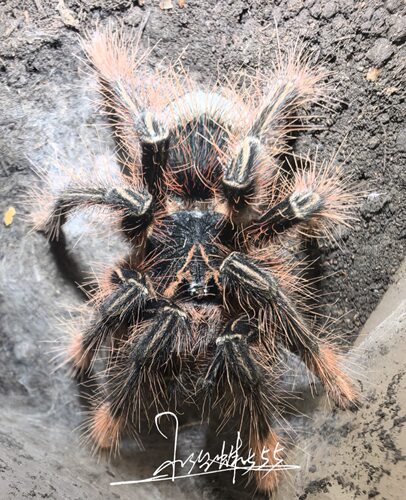 委内瑞拉粉红脚 亚马逊巨人捕鸟蛛TA  Theraphosa