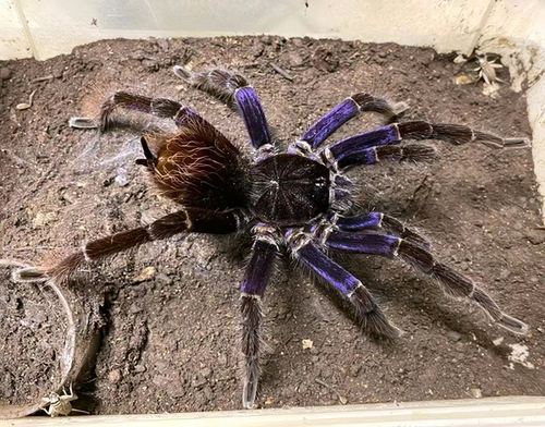 紫地球玻利维亚钢铁蓝Pamphobeteus sp. lightning blue蜘蛛