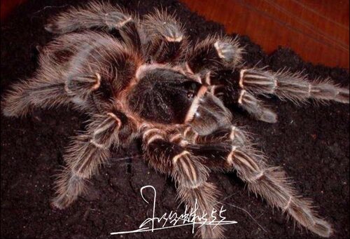 巴西所罗门捕鸟蛛Lasiodora parahybana