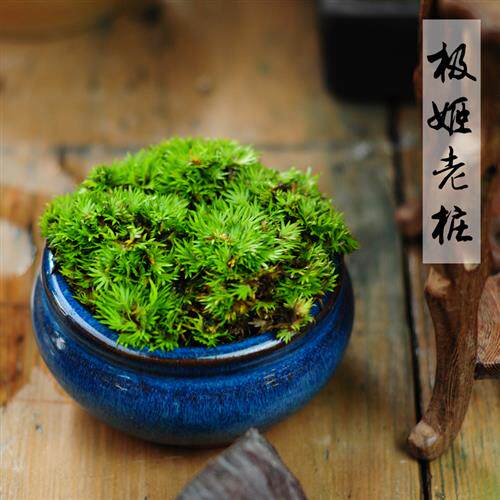 菖蒲龙根黄金极姬贵船苔天鹅绒极姬老桩极虎须老桩办公室茶几书房