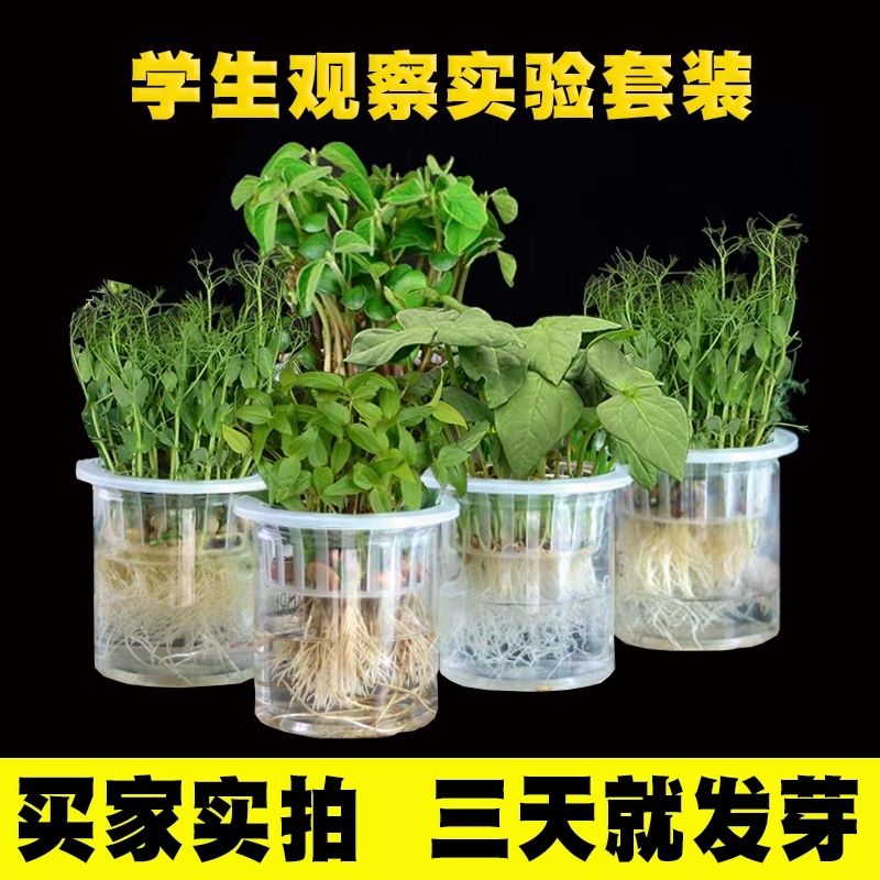 绿豆发芽实验老师推荐学