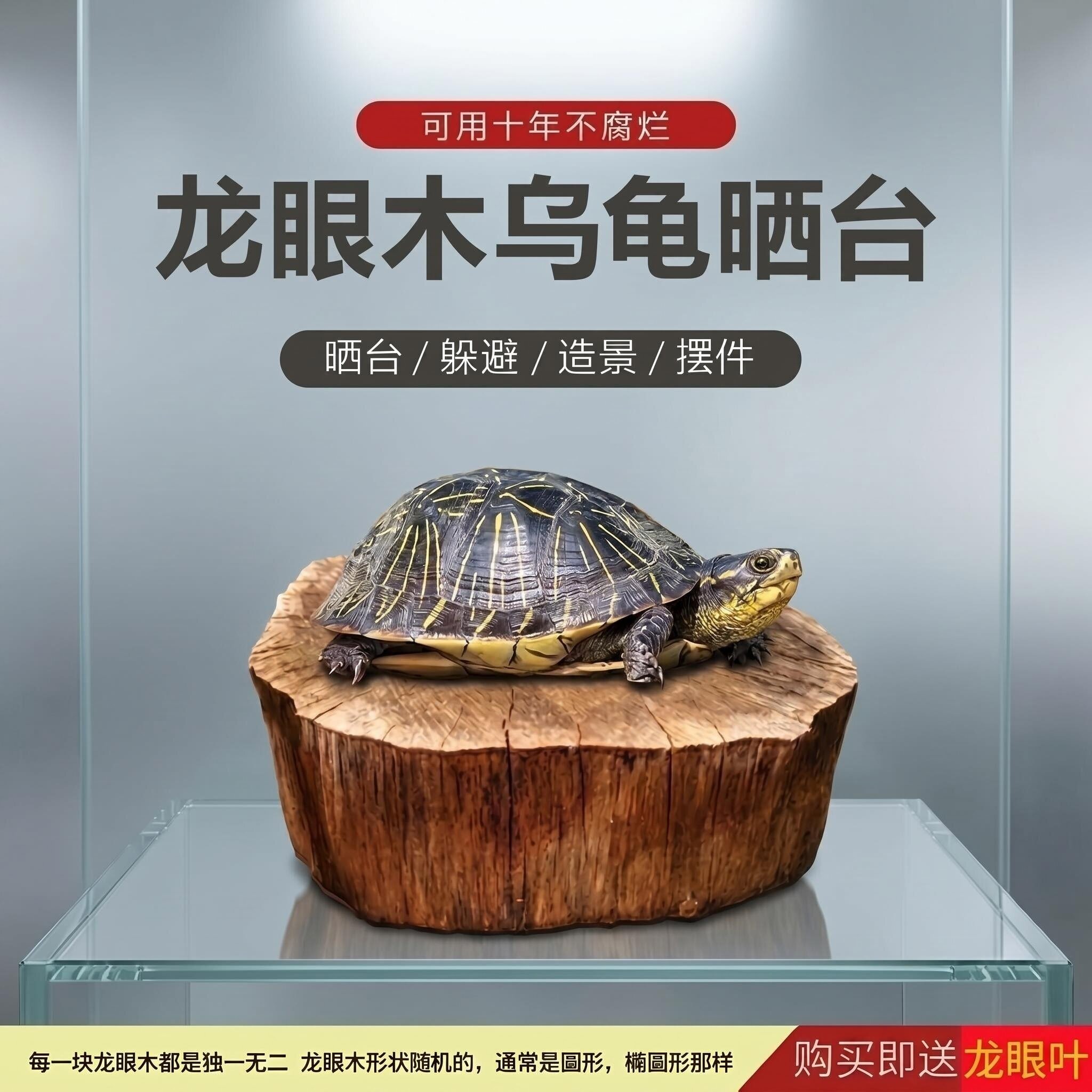 免煮龙眼木龟缸晒背台图片