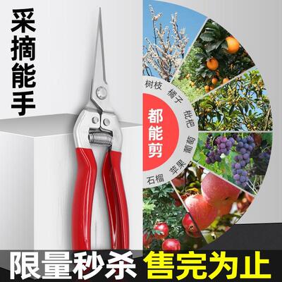 稀果摘果剪水果专用采果剪子弹簧剪树枝稀果摘果小剪修花蔬果剪刀