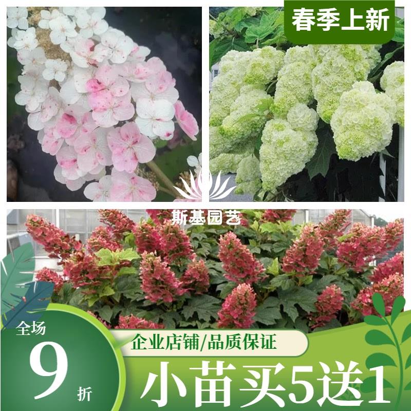 栎叶绣球和声红宝石拖鞋爱丽丝艾庭院阳台盆栽大花苗