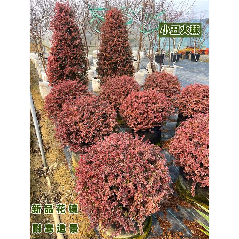 小丑火棘球耐寒变色落地花镜