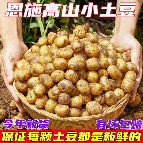 新鲜恩施迷你小土豆农家高山自种10斤5斤黄皮黄心洋芋马铃薯蔬菜