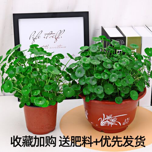 热销铜钱草水培植物鱼缸大叶w水栽水养绿植带盆土培水草客厅室内