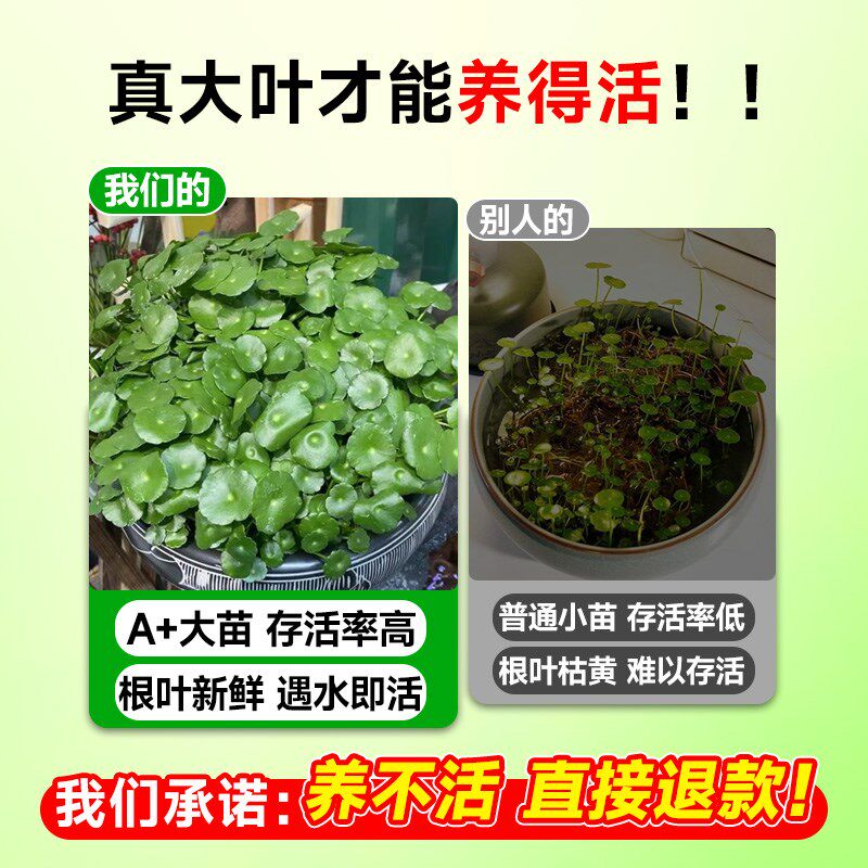 热销大叶铜钱草水l培植物室内四季金钱草苗水生绿植办公室桌面水