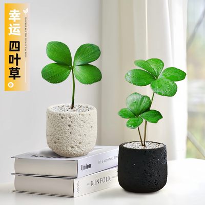 墨西哥铁树四叶幸运草室内办公桌绿植小盆栽古风盆景迷你懒人植物