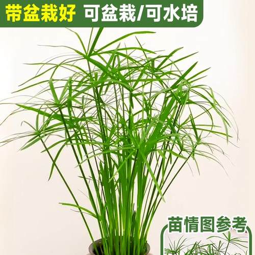 水竹水培植物鱼缸造景植物
