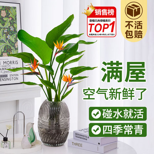 水养桌面天堂鸟绿植净化空气