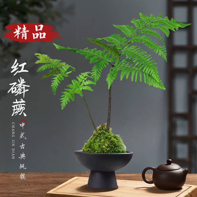 蕨类水培植物盆栽红磷蕨苔藓球一叶蕨办公室内耐阴新中式禅意绿植