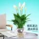水培白掌盆栽一帆风顺水养植物室内花卉办公室绿植红掌净化空气花