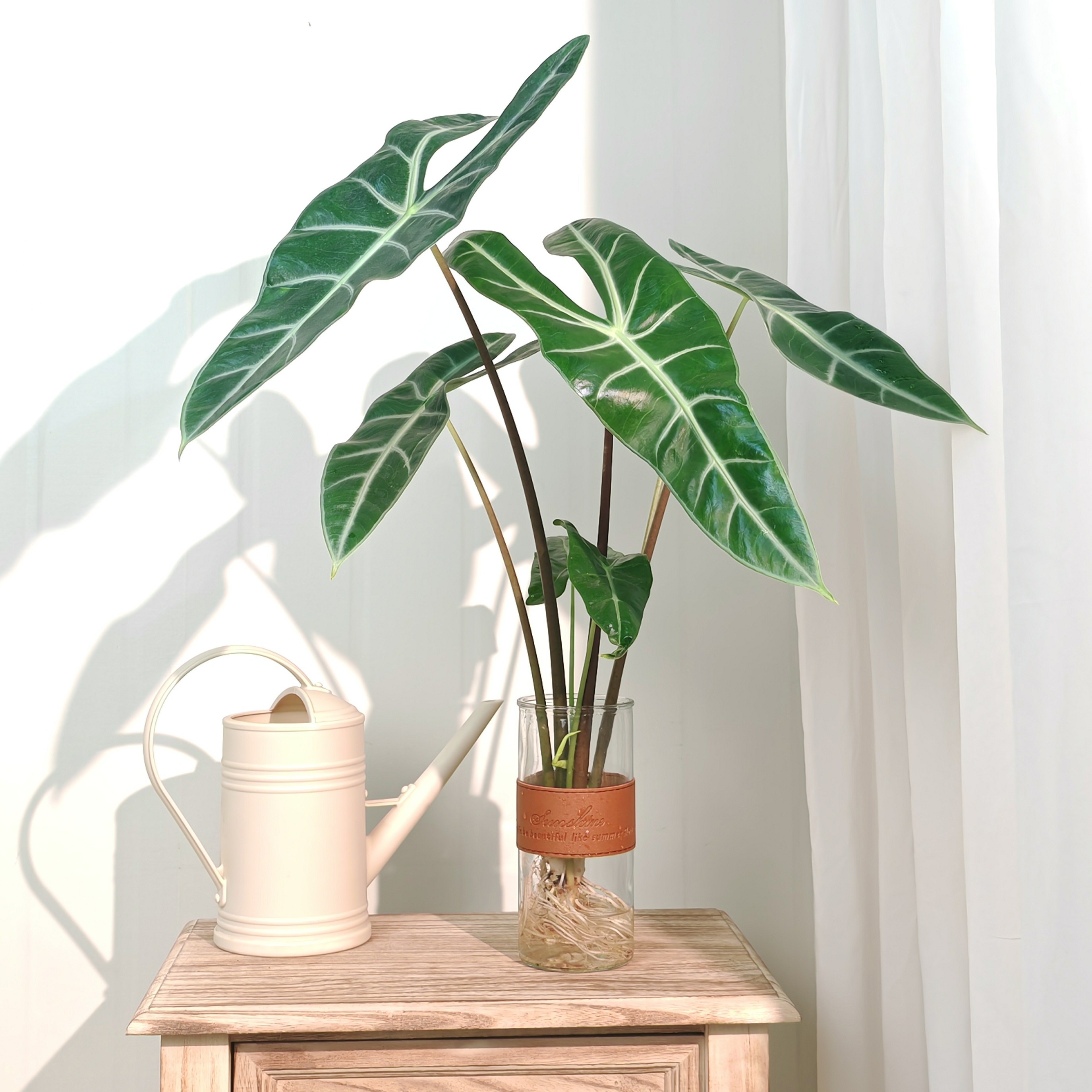 银脉剑叶海芋水培植物办公室内桌面大仙女海芋绿植好养四季长青