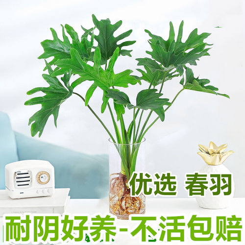 水培植物春羽软装首选办公客厅