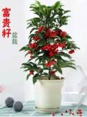 富贵籽黄金万两盆栽绿植带果金玉满堂四季 好养植物办公室花卉盆栽