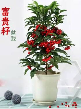 富贵籽黄金万两盆栽绿植带果金玉满堂四季好养植物办公室花卉盆栽