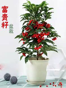 富贵籽黄金万两盆栽绿植带果金玉满堂四季好养植物办公室花卉盆栽